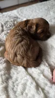 Chester, a male Cavapoo for sale in Amarillo, TX – 4 of 7