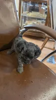 Bronco F-1, a male Cavapoo for sale in Amarillo, TX – 6 of 6