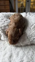Chester, a male Cavapoo for sale in Amarillo, TX – 5 of 7