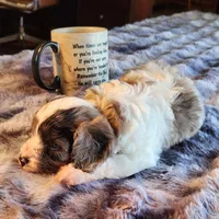 Jake F-1 Red Merle Spotted, a male Cavapoo for sale in Amarillo, TX – Photo 5 of 6