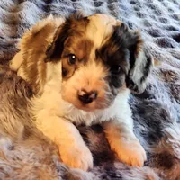 Jake F-1 Red Merle Spotted, a male Cavapoo for sale in Amarillo, TX – Photo 3 of 6