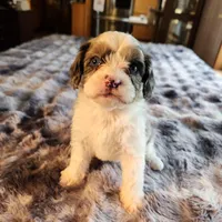 Jake F-1 Red Merle Spotted, a male Cavapoo for sale in Amarillo, TX – Photo 4 of 6