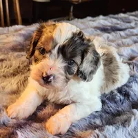 Jake F-1 Red Merle Spotted, a male Cavapoo for sale in Amarillo, TX – Photo 2 of 6