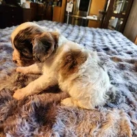 Jake F-1 Red Merle Spotted, a male Cavapoo for sale in Amarillo, TX – Photo 6 of 6