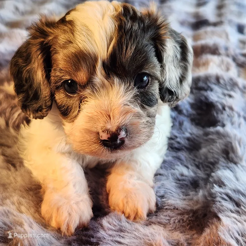 Jake F-1 Red Merle Spotted, a male Cavapoo for sale in Amarillo, TX – Photo 1 of 6