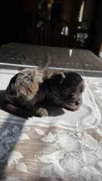 Bronco F-1, a male Cavapoo for sale in Amarillo, TX – 7 of 9