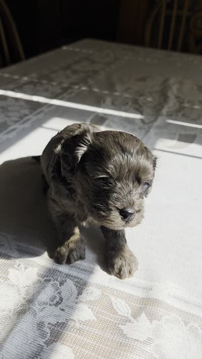 Bronco F-1, a male Cavapoo for sale in Amarillo, TX – 6 of 9