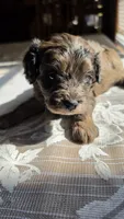 Cisco, a male Cavapoo for sale in Amarillo, TX – 1 of 7