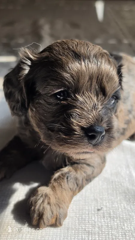 Bronco F-1 – Cavapoo puppy for sale in Amarillo, TX