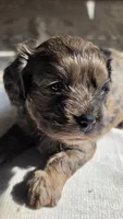 Bronco F-1, a male Cavapoo for sale in Amarillo, TX – 1 of 9
