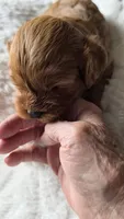 Chester, a male Cavapoo for sale in Amarillo, TX – 3 of 7