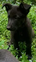 Rocket, a male German Shepherd Dog for sale in New York, NY – 3 of 4