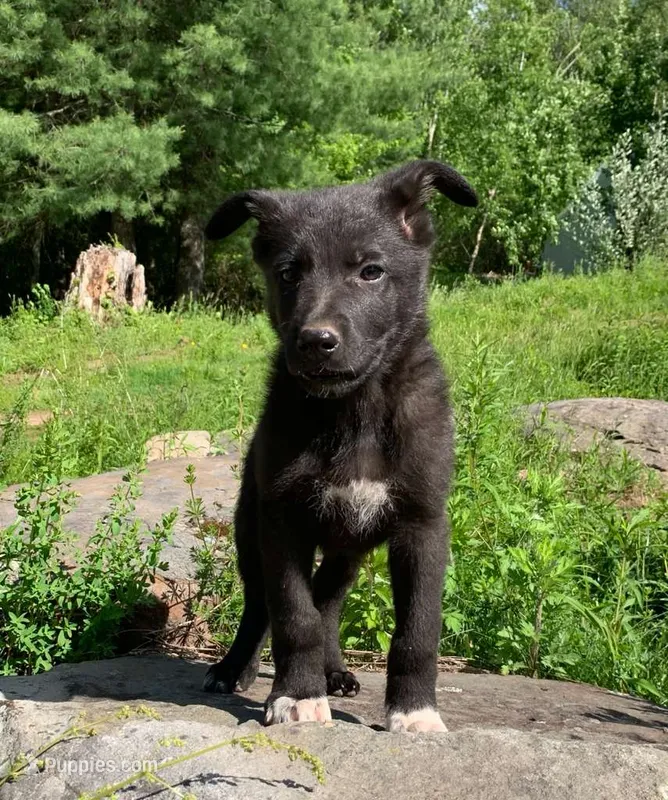 Oreo – German Shepherd Dog puppy for sale in New York, NY