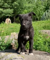 Oreo, a male German Shepherd Dog for sale in New York, NY – 1 of 4