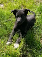 Oreo, a male German Shepherd Dog for sale in New York, NY – 3 of 4