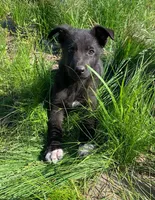 Oreo, a male German Shepherd Dog for sale in New York, NY – 2 of 4
