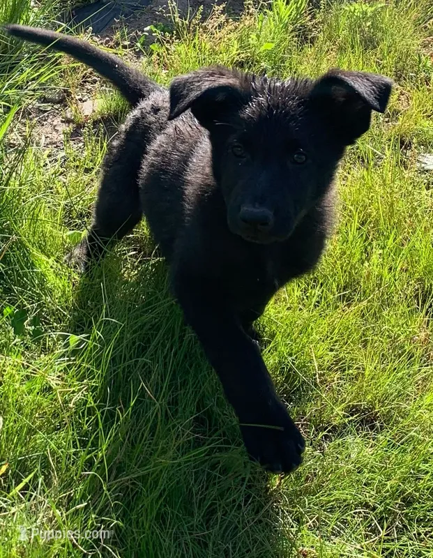Rocket – German Shepherd Dog puppy for sale in New York, NY