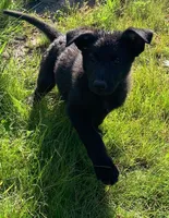 Rocket, a male German Shepherd Dog for sale in New York, NY – 1 of 4