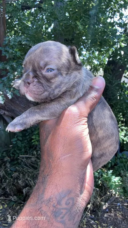 Princess  – French Bulldog puppy for sale in Oklahoma City, OK