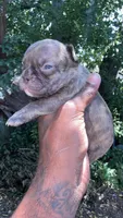 Princess , a female French Bulldog for sale in Oklahoma City, OK – 1 of 1