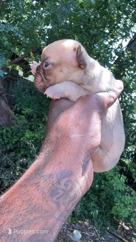 Peanut  – French Bulldog puppy for sale in Oklahoma City, OK