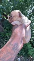 Peanut , a female French Bulldog for sale in Oklahoma City, OK – 1 of 1