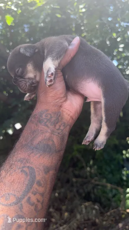 Midnight – French Bulldog puppy for sale in Oklahoma City, OK