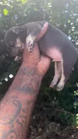 Midnight, a male French Bulldog for sale in Oklahoma City, OK – 1 of 1