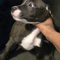 Pebbles, a female American Pit Bull Terrier for sale in Cahokia Heights, IL – Photo 4 of 8