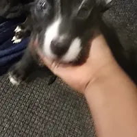 Pebbles, a female American Pit Bull Terrier for sale in Cahokia Heights, IL – Photo 3 of 8