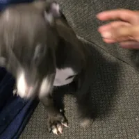 Pebbles, a female American Pit Bull Terrier for sale in Cahokia Heights, IL – Photo 5 of 8