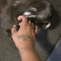 Pebbles, a female American Pit Bull Terrier for sale in Cahokia Heights, IL – Photo 8 of 8