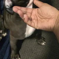 Pebbles, a female American Pit Bull Terrier for sale in Cahokia Heights, IL – Photo 7 of 8