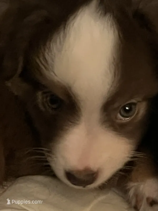 Monkey – Miniature American Shepherd puppy for sale in Timberlake, NC