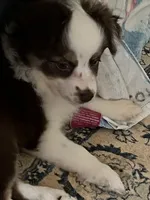 Harmony, a female Miniature Australian Shepherd for sale in Timberlake, NC – 6 of 9