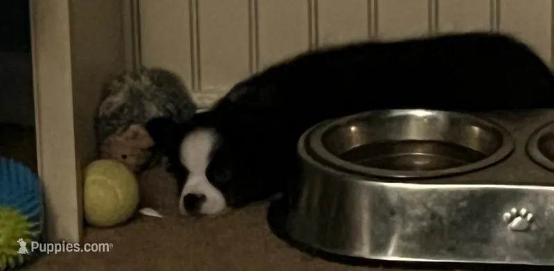 Petunia aka Toonie – Miniature Australian Shepherd puppy for sale in Timberlake, NC