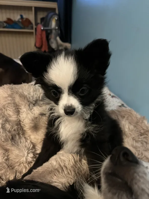 Ridgley – Miniature Australian Shepherd puppy for sale in Timberlake, NC