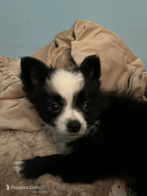 Ridgley – Miniature Australian Shepherd puppy for sale in Timberlake, NC