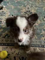 Jolene, a female Miniature Australian Shepherd for sale in Timberlake, NC – 4 of 4