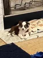 Harmony, a female Miniature Australian Shepherd for sale in Timberlake, NC – 2 of 9