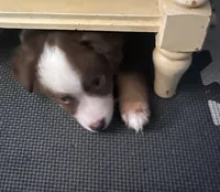 Monkey, a female Miniature Australian Shepherd for sale in Timberlake, NC – 6 of 6