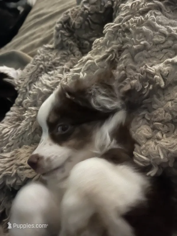 Hermonie – Miniature Australian Shepherd puppy for sale in Timberlake, NC