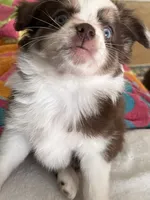 Hermonie, a female Miniature Australian Shepherd for sale in Timberlake, NC – 4 of 4