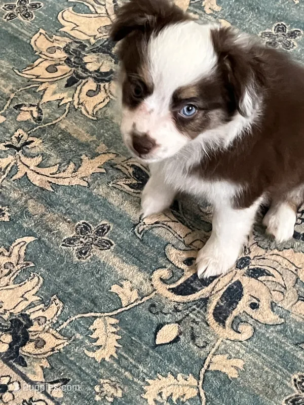 Hermonie – Miniature Australian Shepherd puppy for sale in Timberlake, NC