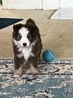 Huey, a male Miniature Australian Shepherd for sale in Timberlake, NC – Photo 3 of 3
