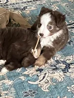 Huey, a male Miniature Australian Shepherd for sale in Timberlake, NC – Photo 1 of 3