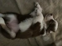 Hermonie, a female Miniature Australian Shepherd for sale in Timberlake, NC – 2 of 4