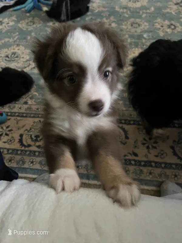 Monkey – Miniature American Shepherd puppy for sale in Timberlake, NC