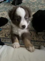 Monkey, a female Miniature Australian Shepherd for sale in Timberlake, NC – 1 of 6