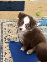 Jolene, a female Miniature Australian Shepherd for sale in Timberlake, NC – 2 of 4